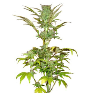 Семена сорта Short Rider Automatic fem (Nirvana Seeds) Семена сорта Short Rider Automatic fem (Nirvana Seeds)