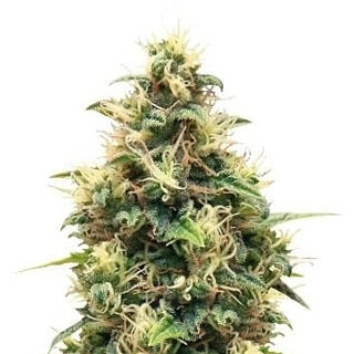 Somango XL fem (RQS) семена конопли