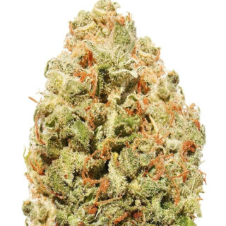 Strawberry Cake fem (Heavyweight Seeds)