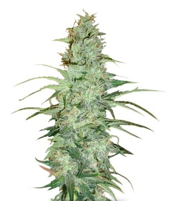 Семена сорта Super Skunk regular (Nirvana Seeds) Семена сорта Super Skunk regular (Nirvana Seeds)