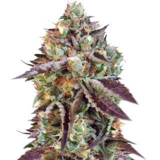 Семена сорта Sweet Nurse Auto CBD fem (Sweet Seeds) Семена сорта Sweet Nurse Auto CBD fem (Sweet Seeds)