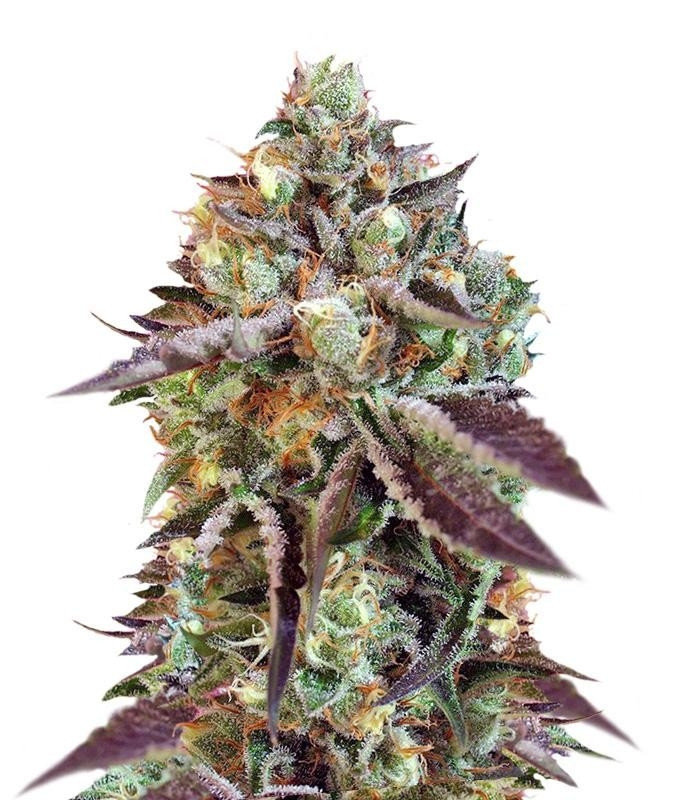 Семена сорта Sweet Nurse Auto CBD fem (Sweet Seeds) Семена сорта Sweet Nurse Auto CBD fem (Sweet Seeds)
