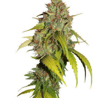Семена сорта Sweet Tai fem (Sweet Seeds) Семена сорта Sweet Tai fem (Sweet Seeds)