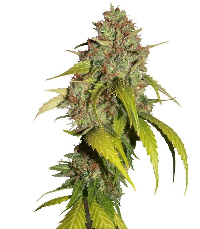 Семена сорта Sweet Tai fem (Sweet Seeds) Семена сорта Sweet Tai fem (Sweet Seeds)