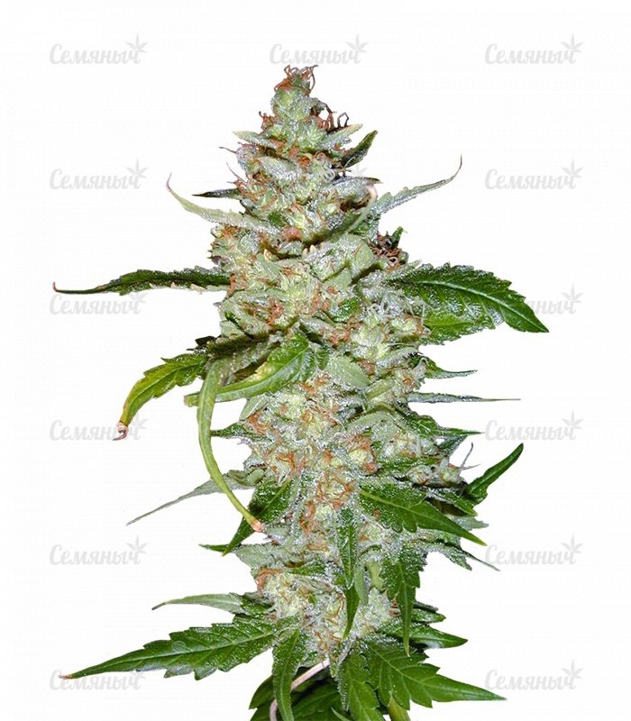 Семена сорта Sour Diesel Auto (Humboldt Seeds) Семена сорта Sour Diesel Auto (Humboldt Seeds)