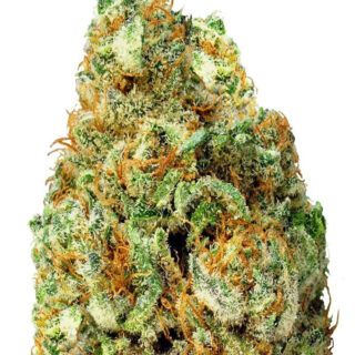 Turbo Bud auto fem (Heavyweight Seeds) Turbo Bud auto fem (Heavyweight Seeds)