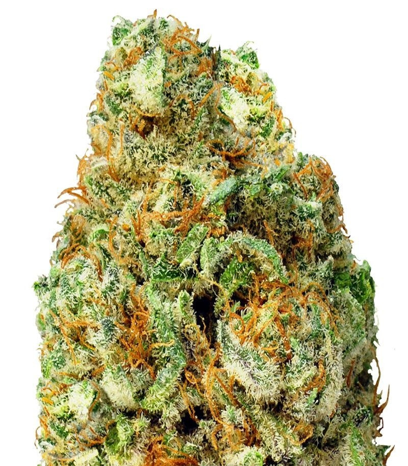 Turbo Bud auto fem (Heavyweight Seeds) Turbo Bud auto fem (Heavyweight Seeds)