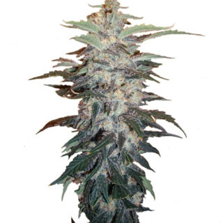 Семена сорта White Widow fem (Nirvana Seeds) Семена сорта White Widow fem (Nirvana Seeds)