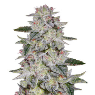 Cорт Sweet Valley Kush (GHS) Сорт Sweet Valley Kush fem (GHS)