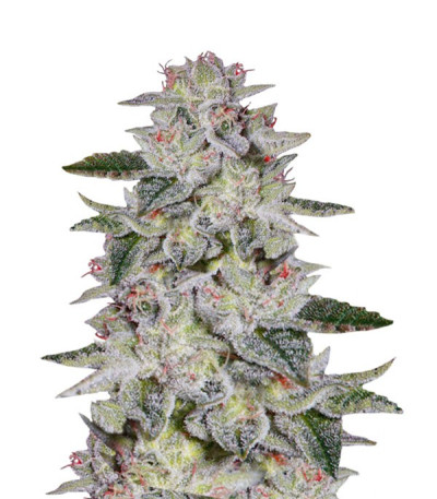 Cорт Sweet Valley Kush (GHS) Cорт Sweet Valley Kush (GHS)