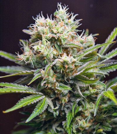 Семена сорта S.A.D. Sweet Afgani Delicious F1 Fast Version (Sweet Seeds) Семена сорта S.A.D. Sweet Afgani Delicious F1 Fast Version (Sweet Seeds) — изображение 3