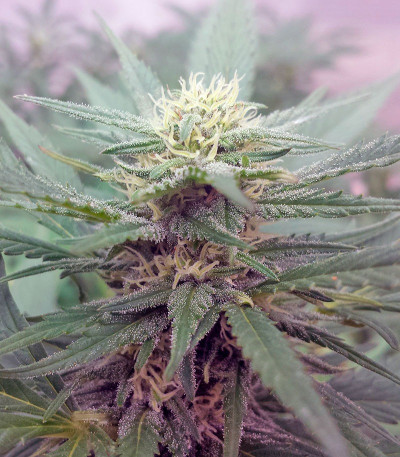 Семена сорта Sweet Cheese F1 Fast Version fem (Sweet Seeds) Семена сорта Sweet Cheese F1 Fast Version fem (Sweet Seeds) — изображение 3