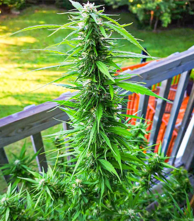 Tropic Punch fem (Heavyweight Seeds) Tropic Punch fem (Heavyweight Seeds) — изображение 5