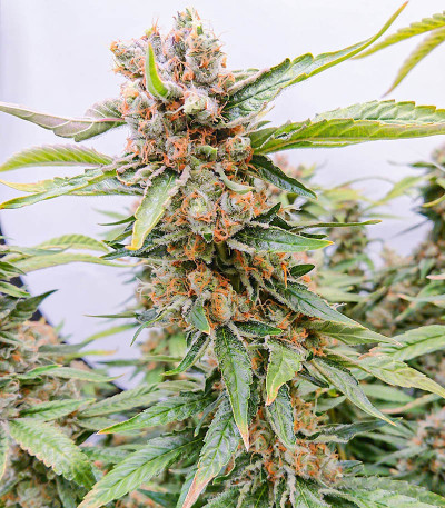 Tropic Punch fem (Heavyweight Seeds) Tropic Punch fem (Heavyweight Seeds) — изображение 6