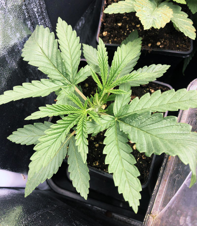 Сорт Tropicanna Banana fem (Barney's Farm) Сорт Tropicanna Banana fem (Barney's Farm) — изображение 4