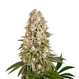 Семена сорта Tropicanna Banana fem (Barney's Farm) Семена сорта Tropicanna Banana fem (Barney's Farm)