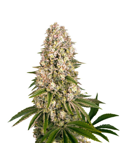 Семена сорта Tropicanna Banana fem (Barney's Farm) Семена сорта Tropicanna Banana fem (Barney's Farm)