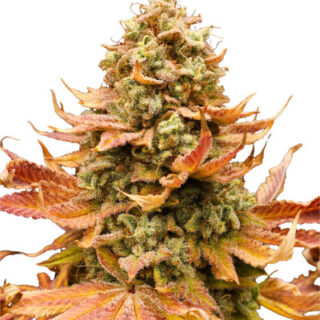 Сорт Watermelon Zkittlez fem (Barney's Farm) Сорт Watermelon Zkittlez fem (Barney's Farm)