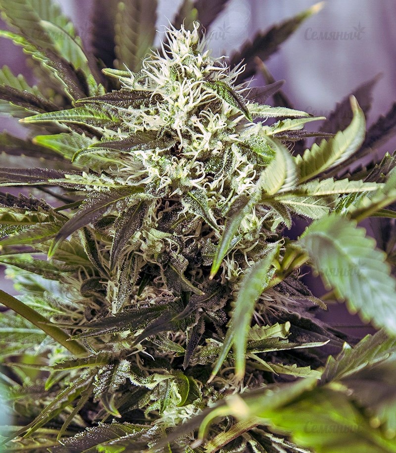 Семена сорта Original Cheese IBL (Paradise Seeds) Семена сорта Original Cheese IBL (Paradise Seeds) — изображение 4