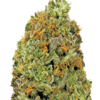 Сорт Wipeout Express Auto fem (Heavyweight Seeds)