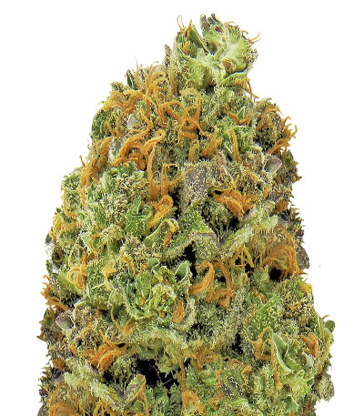 Сорт Wipeout Express Auto fem (Heavyweight Seeds) Сорт Wipeout Express Auto fem (Heavyweight Seeds)