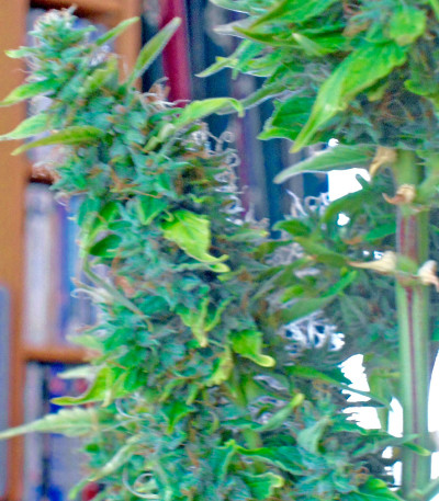 Сорт Wipeout Express Auto fem (Heavyweight Seeds) Сорт Wipeout Express Auto fem (Heavyweight Seeds) — изображение 5