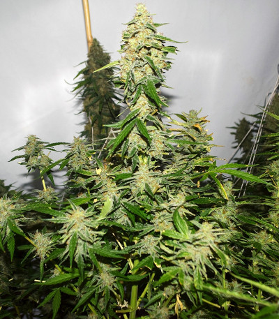 Сорт Wipeout Express Auto fem (Heavyweight Seeds) Сорт Wipeout Express Auto fem (Heavyweight Seeds) — изображение 3
