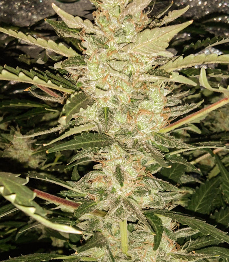 Zkittlez Auto fem (Cali Buds Seeds) семена конопли Zkittlez Auto fem (Cali Buds Seeds) семена конопли — изображение 3