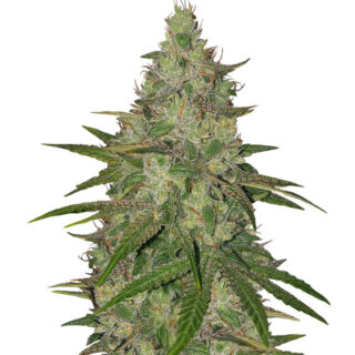 Семена сорта Zkittlez fem (Original Sensible Seeds) Семена сорта Zkittlez fem (Original Sensible Seeds)