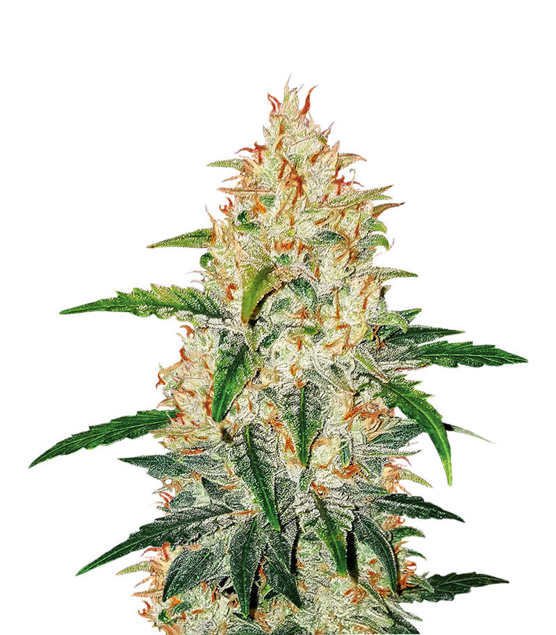Zkittlez Auto fem (Cali Buds Seeds) семена конопли Zkittlez Auto fem (Cali Buds Seeds) семена конопли