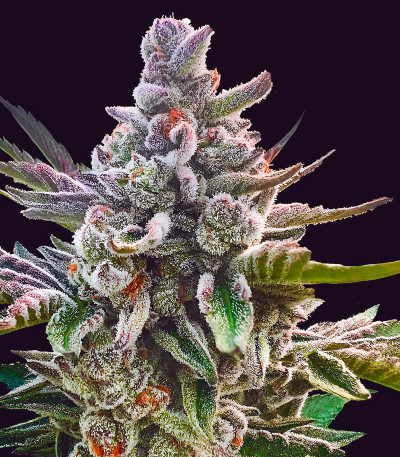 Сорт Açai Jelly by Sherbinskis fem (Silent Seeds) Сорт Açai Jelly by Sherbinskis fem (Silent Seeds) — изображение 3