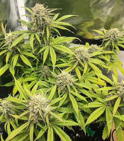 Сорт Acid Rain Autoflower (LSD) fem (Easy Grow Seeds) Сорт Acid Rain Autoflower (LSD) fem (Easy Grow Seeds) — изображение 3