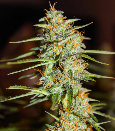 Сорт Acid Rain Autoflower (LSD) fem (Easy Grow Seeds) Сорт Acid Rain Autoflower (LSD) fem (Easy Grow Seeds) — изображение 5