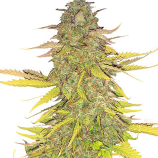 Сорт Acid Rain Autoflower (LSD) fem (Easy Grow Seeds) Сорт Acid Rain Autoflower (LSD) fem (Easy Grow Seeds)