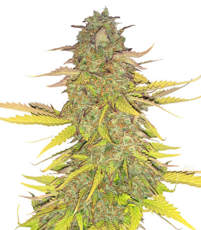 Сорт Acid Rain Autoflower (LSD) fem (Easy Grow Seeds) Сорт Acid Rain Autoflower (LSD) fem (Easy Grow Seeds)