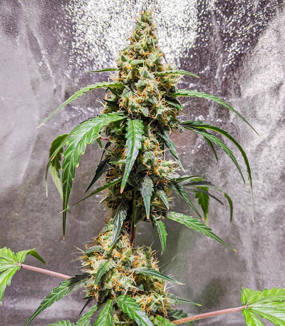 Сорт Black Herer Autoflower fem (Easy Grow Seeds) Сорт Black Herer Autoflower fem (Easy Grow Seeds) — изображение 4