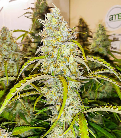 Сорт Black Herer Autoflower fem (Easy Grow Seeds) Сорт Black Herer Autoflower fem (Easy Grow Seeds) — изображение 3