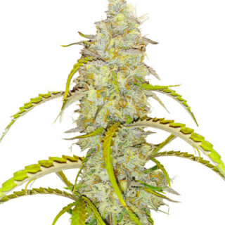 Сорт Black Herer Autoflower fem (Easy Grow Seeds) Сорт Black Herer Autoflower fem (Easy Grow Seeds)