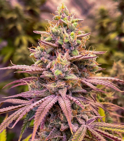 Сорт Blueberry Muffin fem (Humboldt Seed Company) Сорт Blueberry Muffin fem (Humboldt Seed Company) — изображение 3