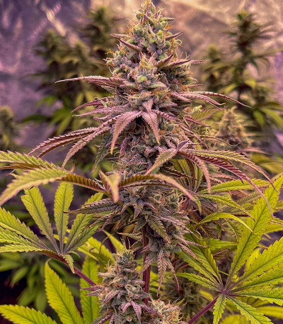 Сорт Blueberry Muffin fem (Humboldt Seed Company) Сорт Blueberry Muffin fem (Humboldt Seed Company) — изображение 5
