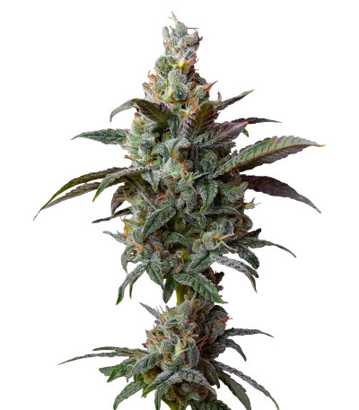 Сорт Blueberry Muffin fem (Humboldt Seed Company) Сорт Blueberry Muffin fem (Humboldt Seed Company)