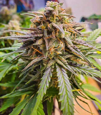 Сорт Crystal WW Autoflower fem (Easy Grow Seeds) Сорт Crystal WW Autoflower fem (Easy Grow Seeds) — изображение 3