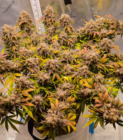 Сорт Crystal WW Autoflower fem (Easy Grow Seeds) Сорт Crystal WW Autoflower fem (Easy Grow Seeds) — изображение 4