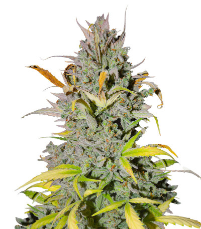 Сорт Crystal WW Autoflower fem (Easy Grow Seeds) Сорт Crystal WW Autoflower fem (Easy Grow Seeds)