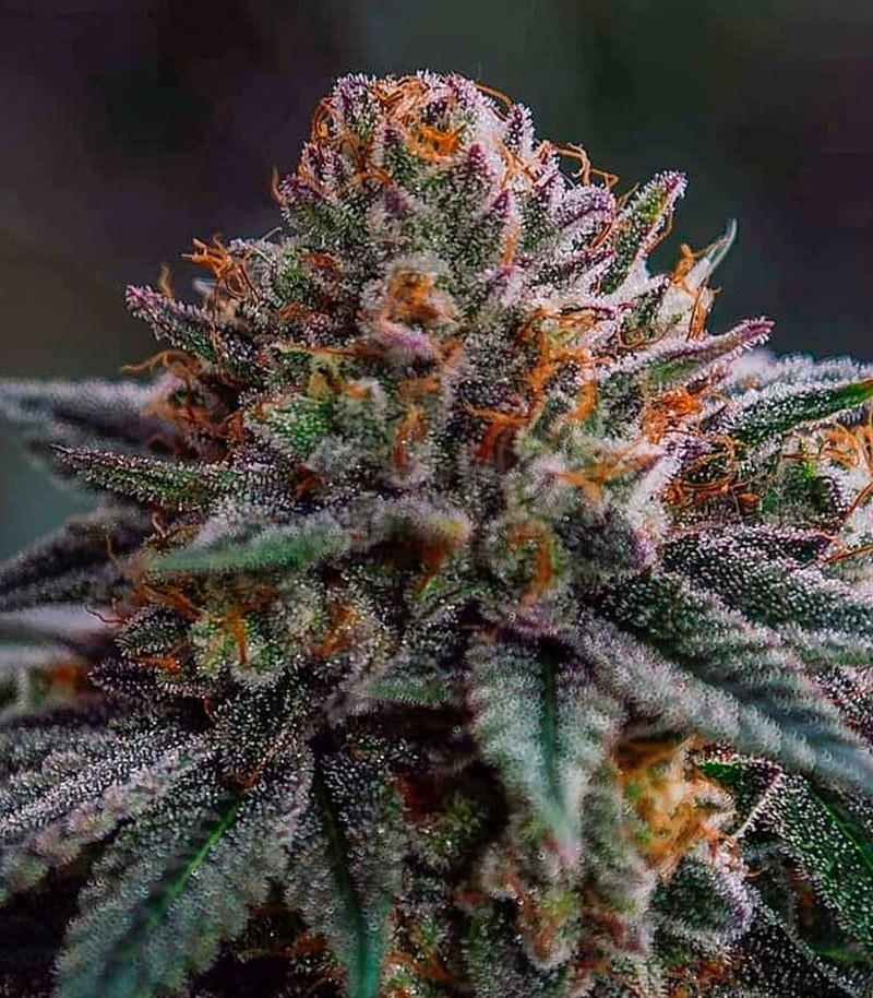 Сорт ETHOS Apex F1 reg (Ethos Genetics) Сорт ETHOS Apex F1 reg (Ethos Genetics) — изображение 2