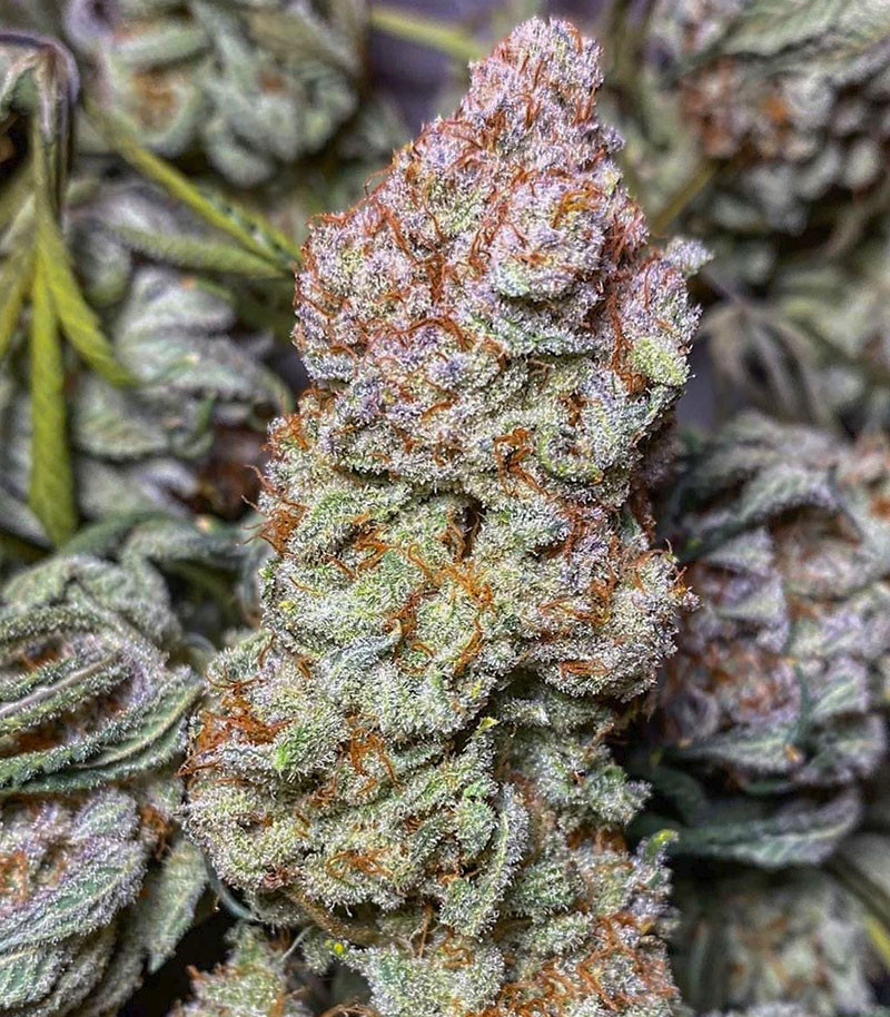 Сорт ETHOS Apex F1 reg (Ethos Genetics) Сорт ETHOS Apex F1 reg (Ethos Genetics) — изображение 3