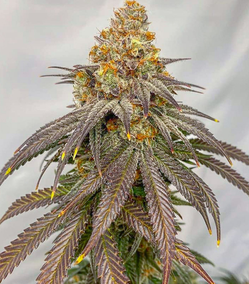 Сорт ETHOS Apex F1 reg (Ethos Genetics) Сорт ETHOS Apex F1 reg (Ethos Genetics) — изображение 4