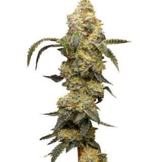Сорт Farmer’s Daughter fem (Humboldt Seed Company) Сорт Farmer’s Daughter fem (Humboldt Seed Company)