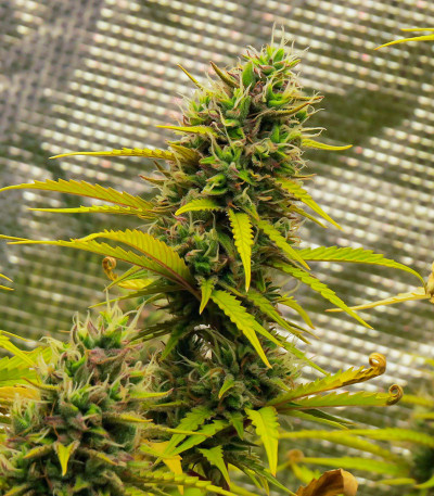 Сорт Gelato Glue Autoflower fem (Easy Grow Seeds) Сорт Gelato Glue Autoflower fem (Easy Grow Seeds) — изображение 3