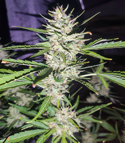 Сорт Gelato Glue Autoflower fem (Easy Grow Seeds) Сорт Gelato Glue Autoflower fem (Easy Grow Seeds) — изображение 5